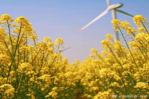 崇明岛2天1晚团建活动的精华方案，结合自
